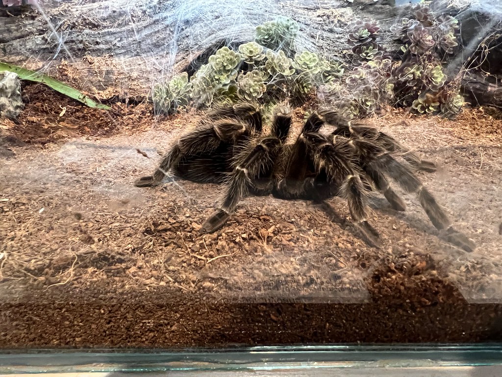 Brazilian Salmon Pink Birdeater
