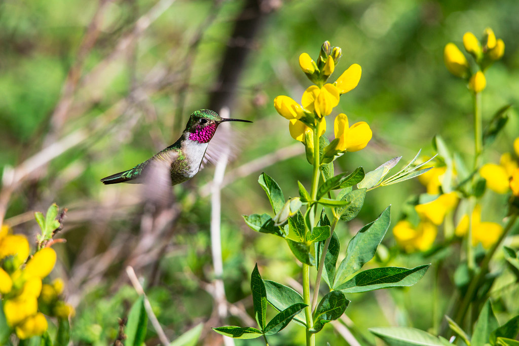 Broad-tailed Hummingbird