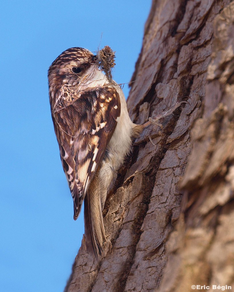 Brown Creeper