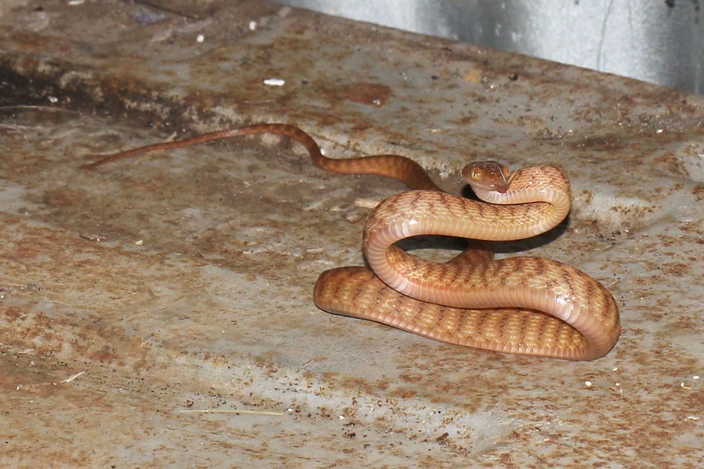 Brown Tree Snake