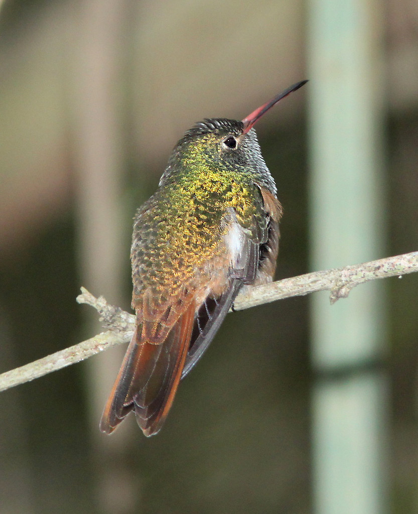 Buff-bellied Hummingbird