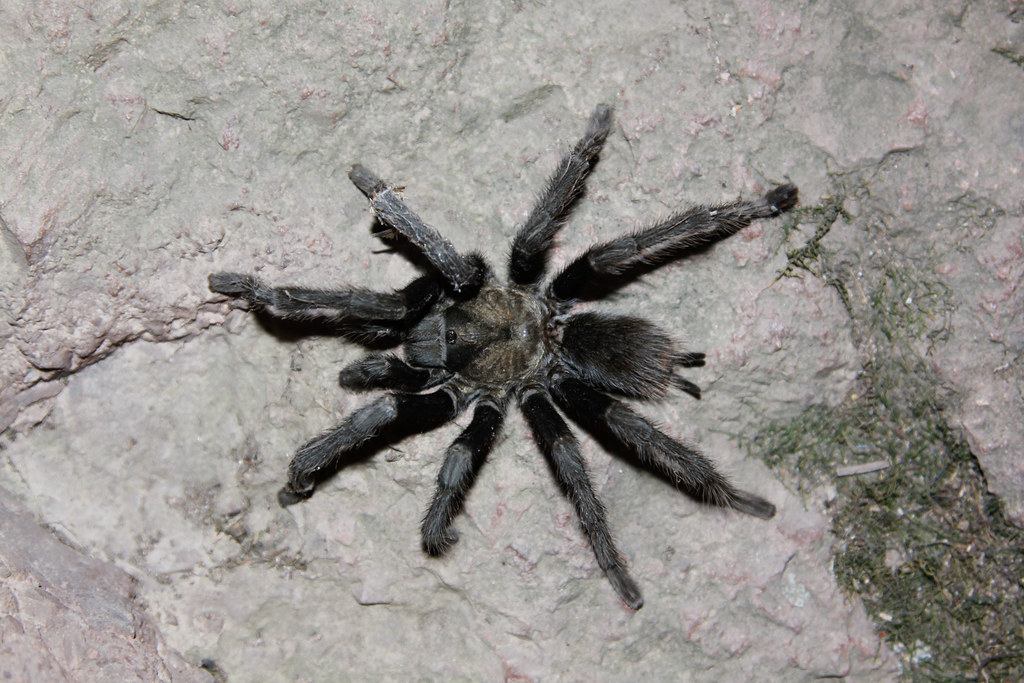 California Tarantula