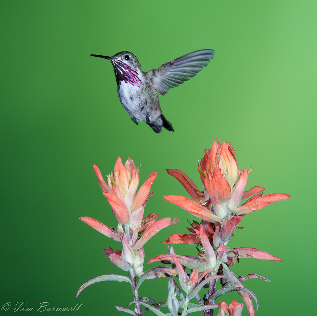 Calliope Hummingbird