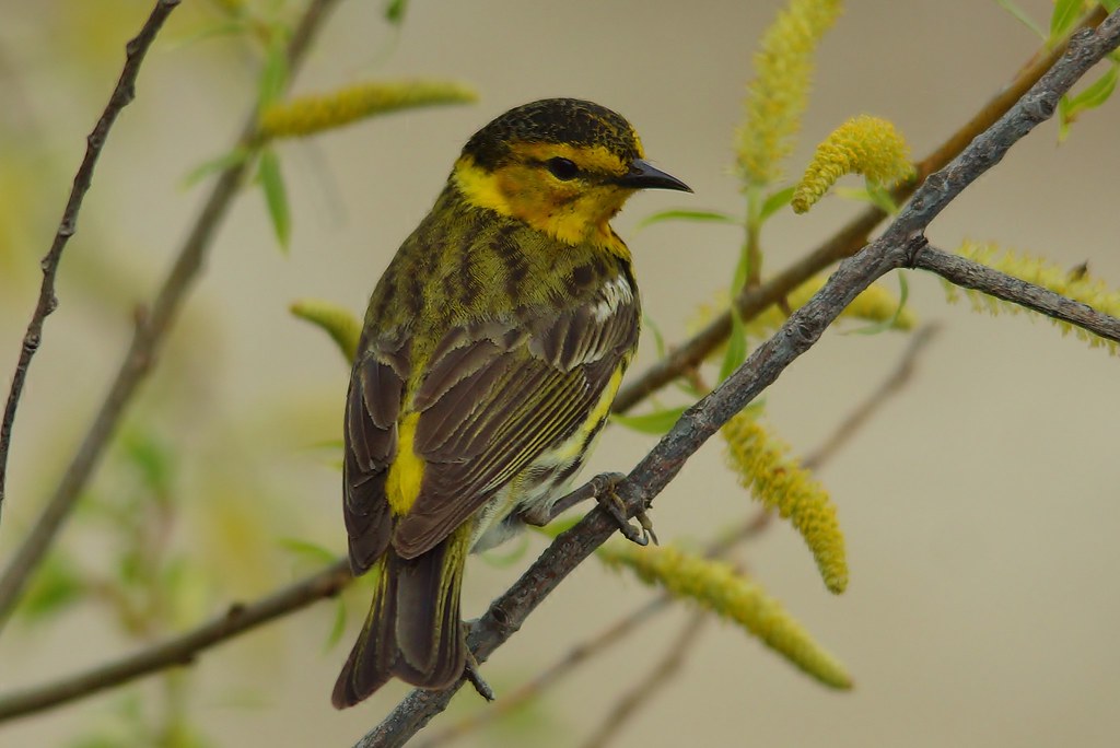Cape May Warbler