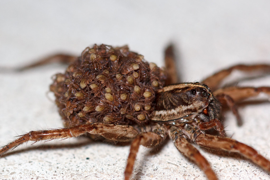 Carolina Wolf Spider