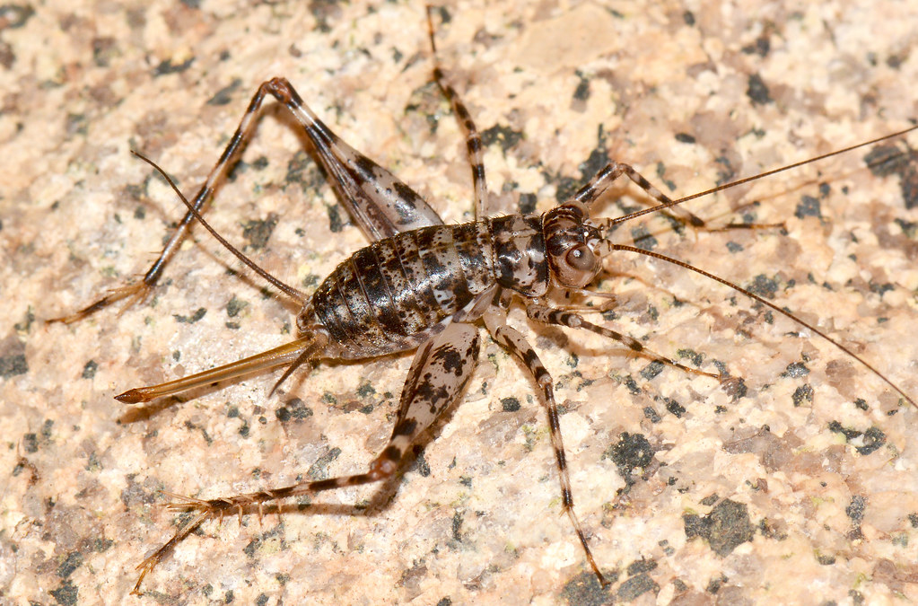 Cave Cricket