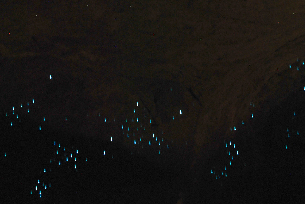 Cave Glowworms