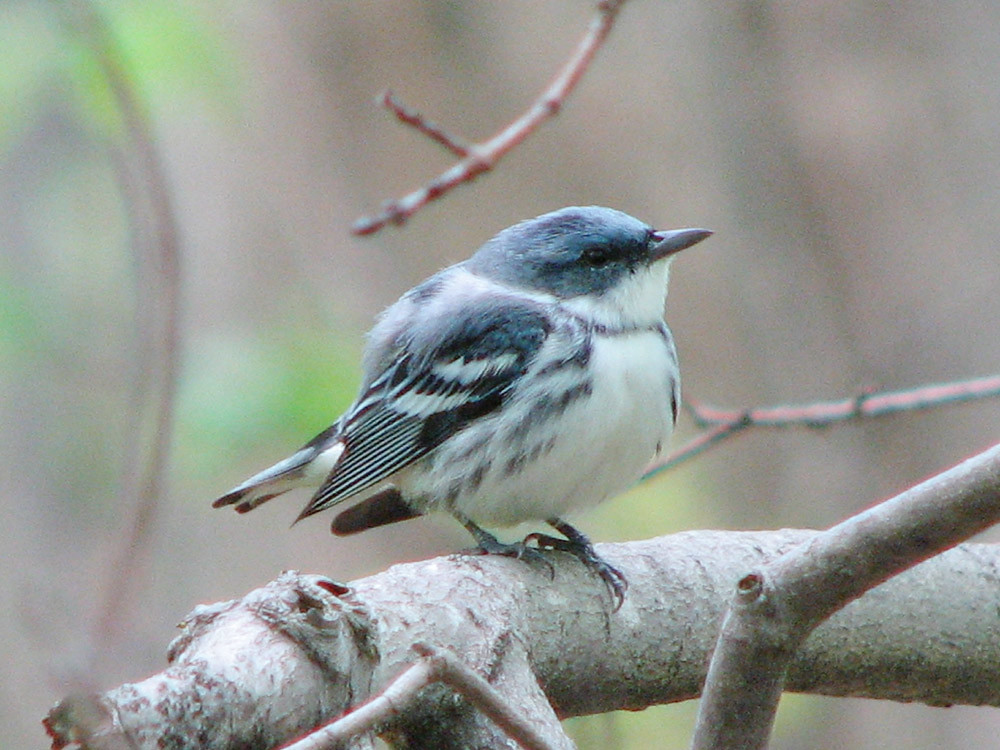Cerulean Warbler