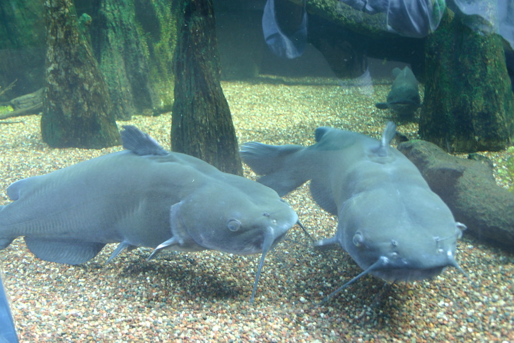 Channel Catfish