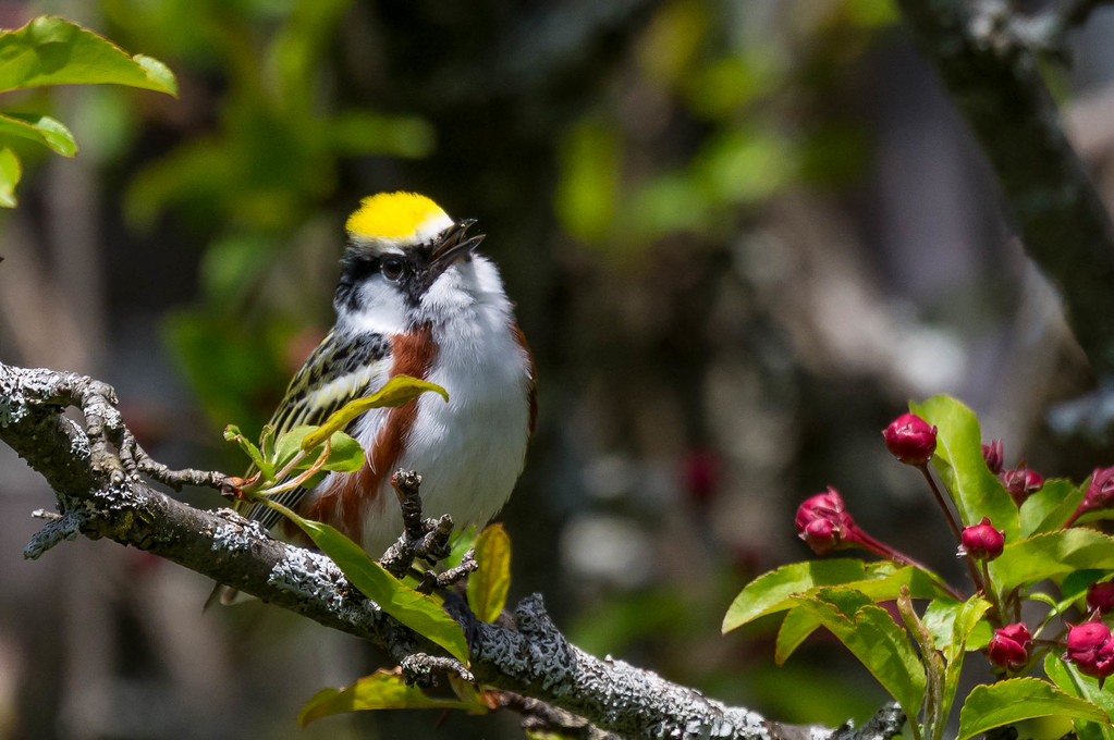 Chestnut-sided Warbler