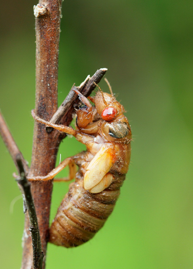 Cicada Nymphs