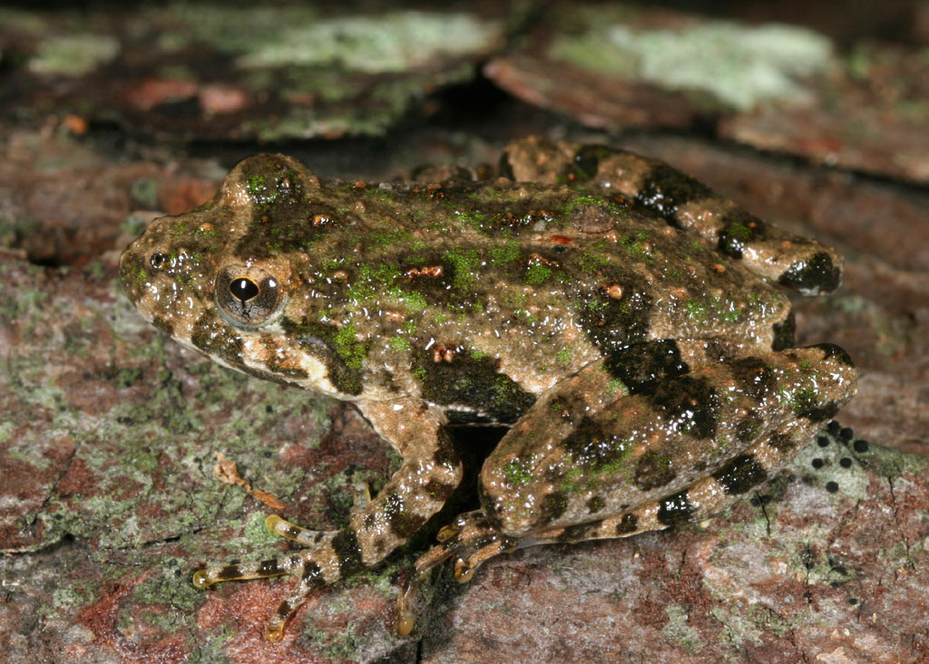 Coastal Plain Cricket Frog