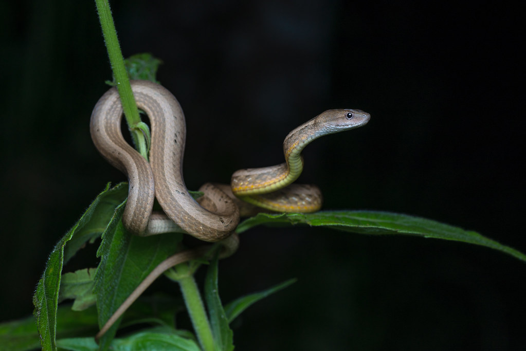 Common Mock Viper