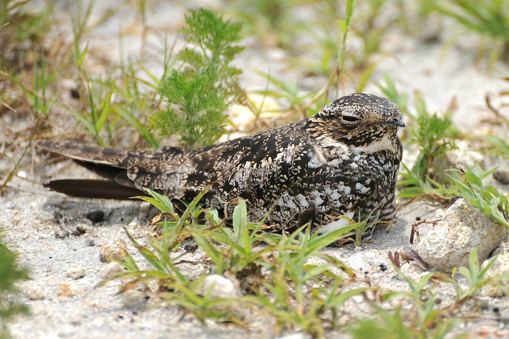 Common Nighthawk