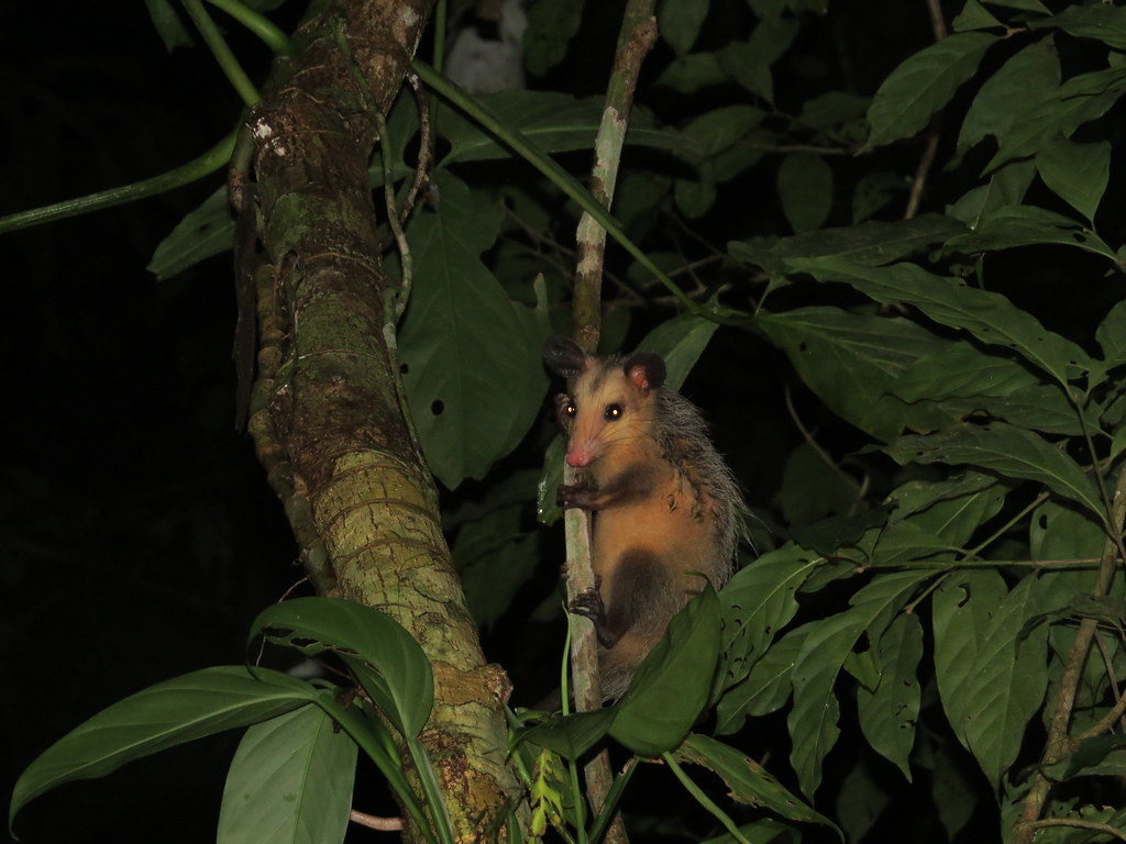 Common Opossum