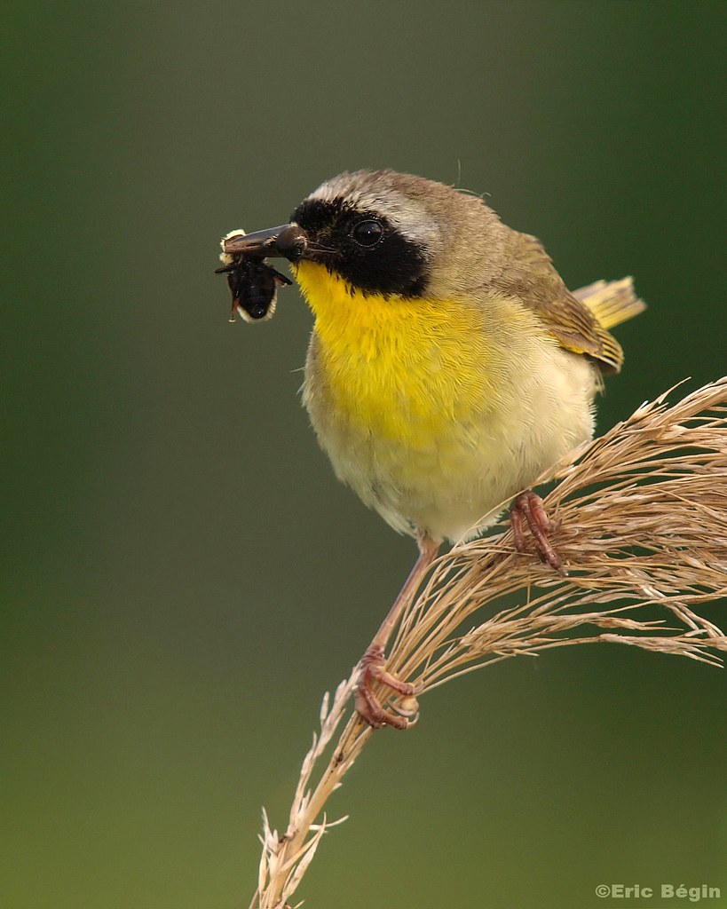 Common Yellowthroat