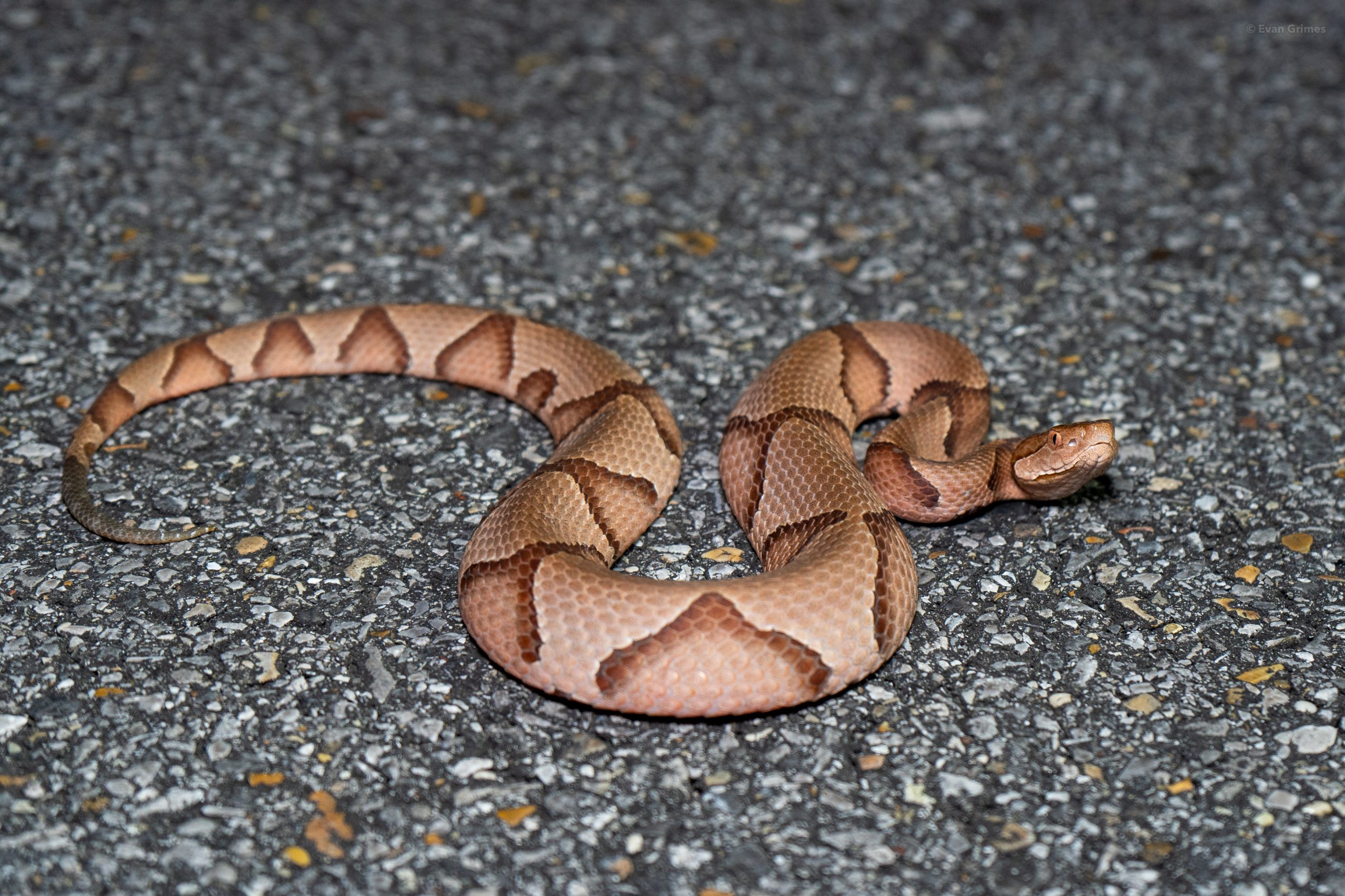 copperheads in oklahoma