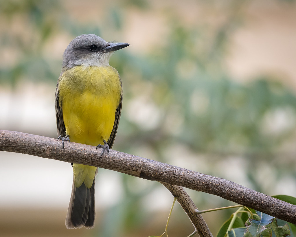 Couch's Kingbird