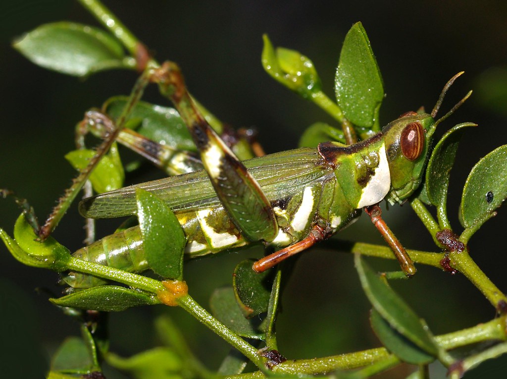 Creosote Bush Grasshopper