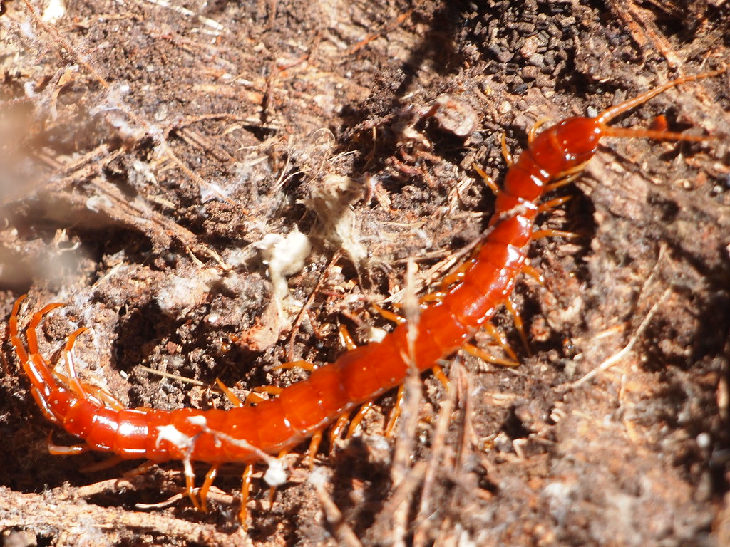 Cryptopid Centipede
