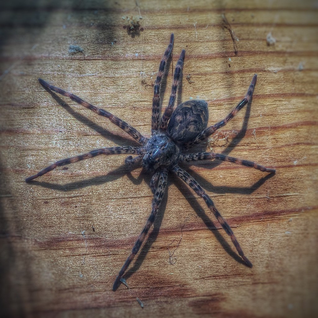 Dark Fishing Spider