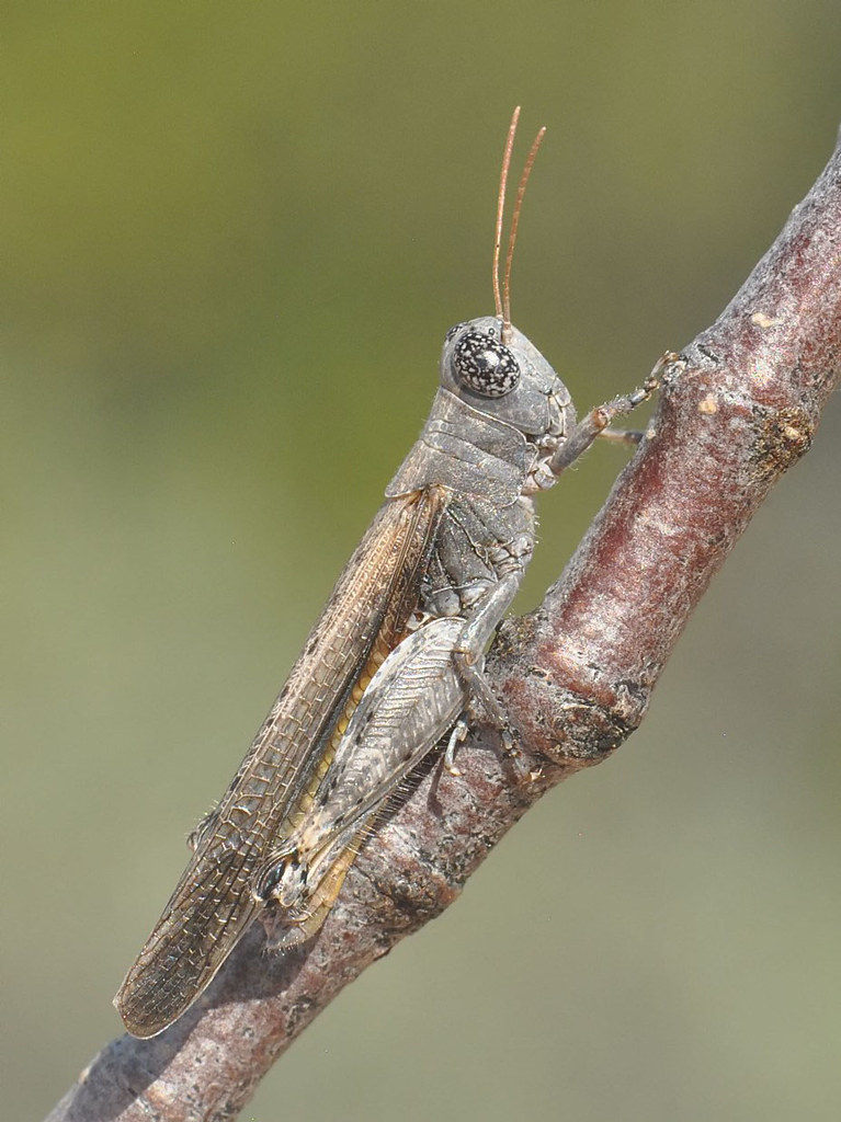 Desert Clicker Grasshopper