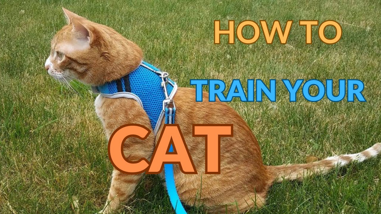 different types of cat training methods