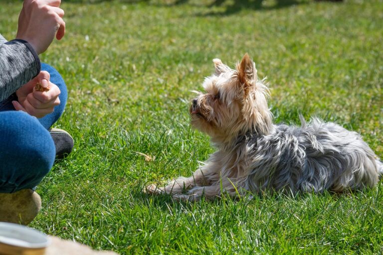 The Complete Guide to Different Types of Dog Training Methods