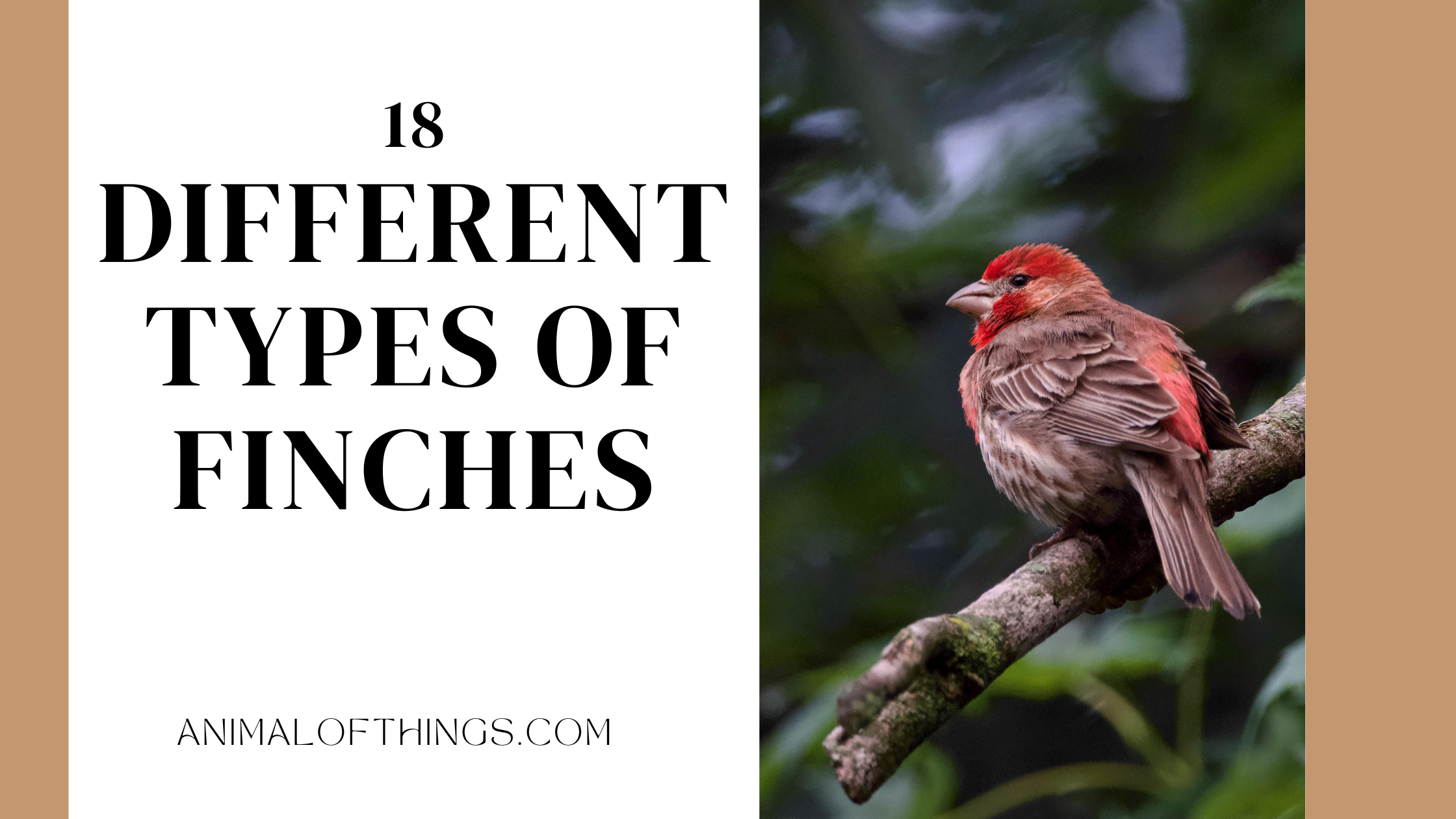 different types of finches