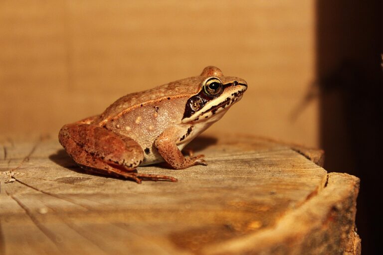 18 Different Types of Frogs in Georgia: Complete Identification Guide with Photos