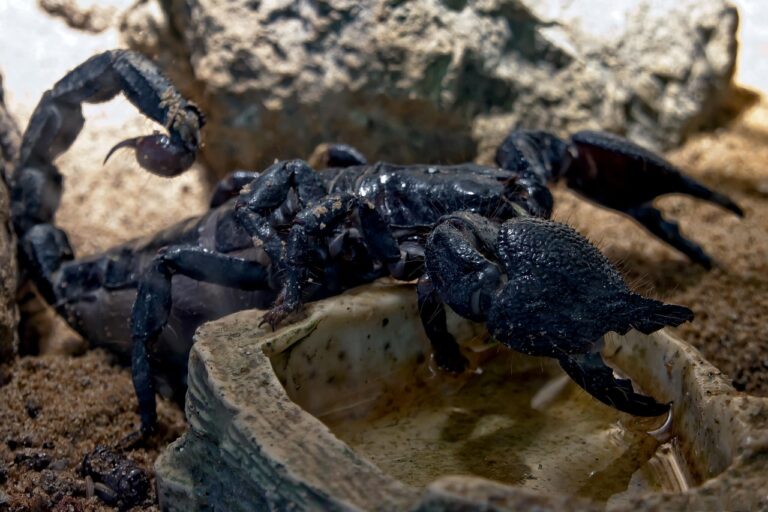 The Complete Guide to Different Types of Scorpions: From Backyard Visitors to Deadly Predators