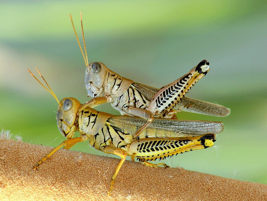 Differential Grasshopper