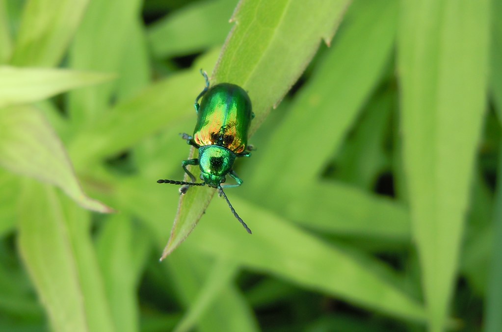 Dogbane Beetle