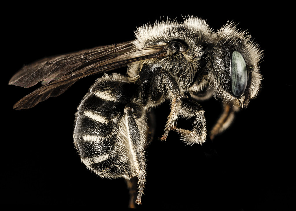 Eastern Honey Bee