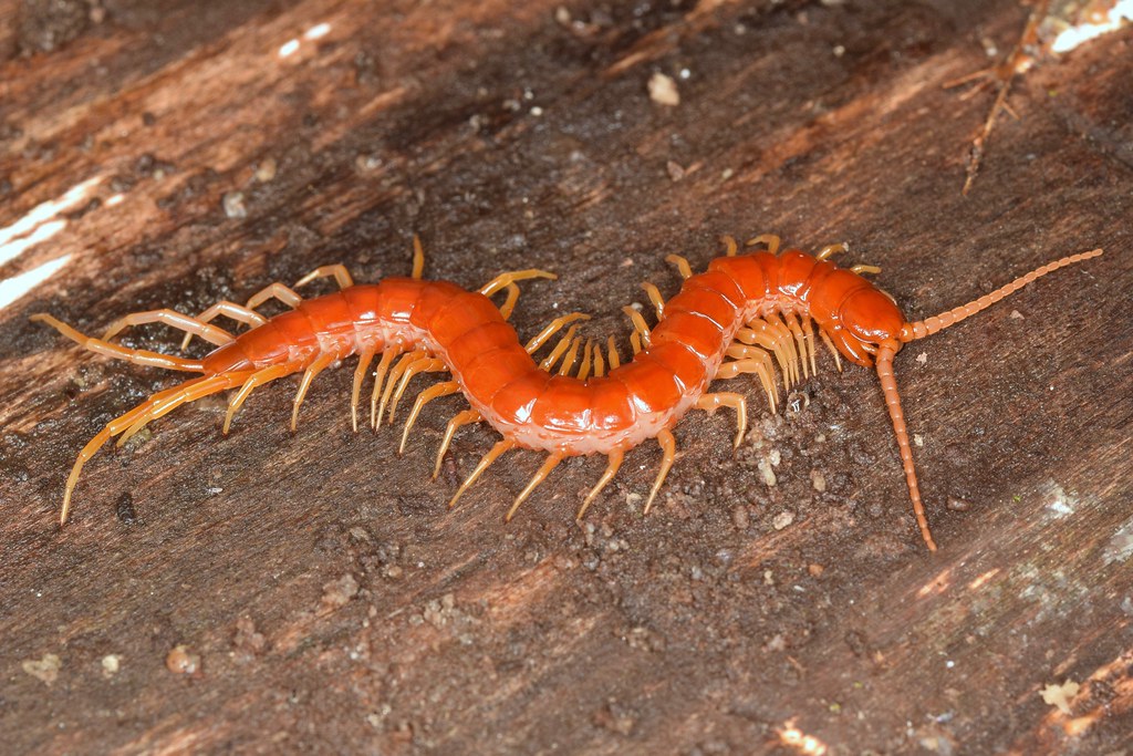 Eastern Red Centipede