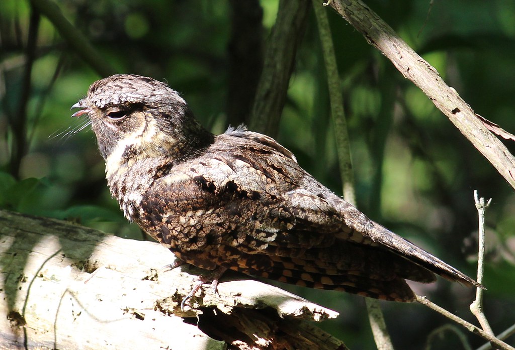 Eastern Whip-poor-will