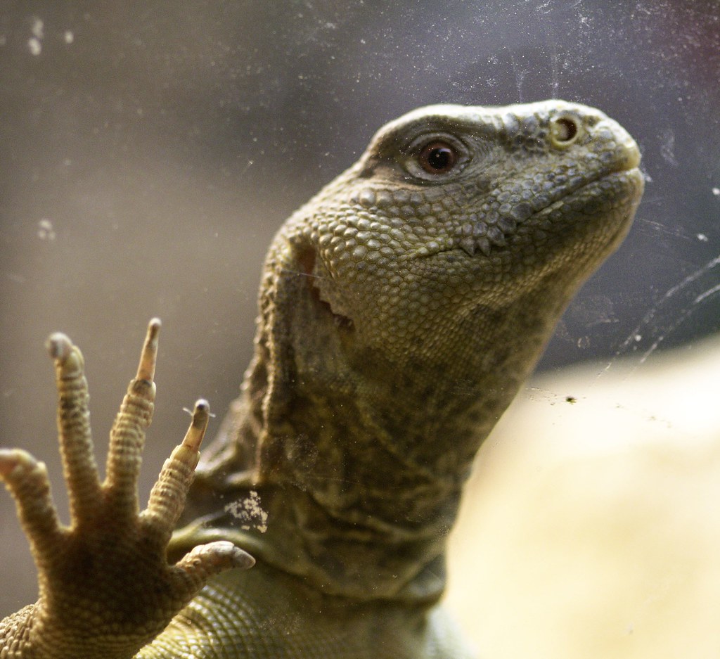 Egyptian Uromastyx