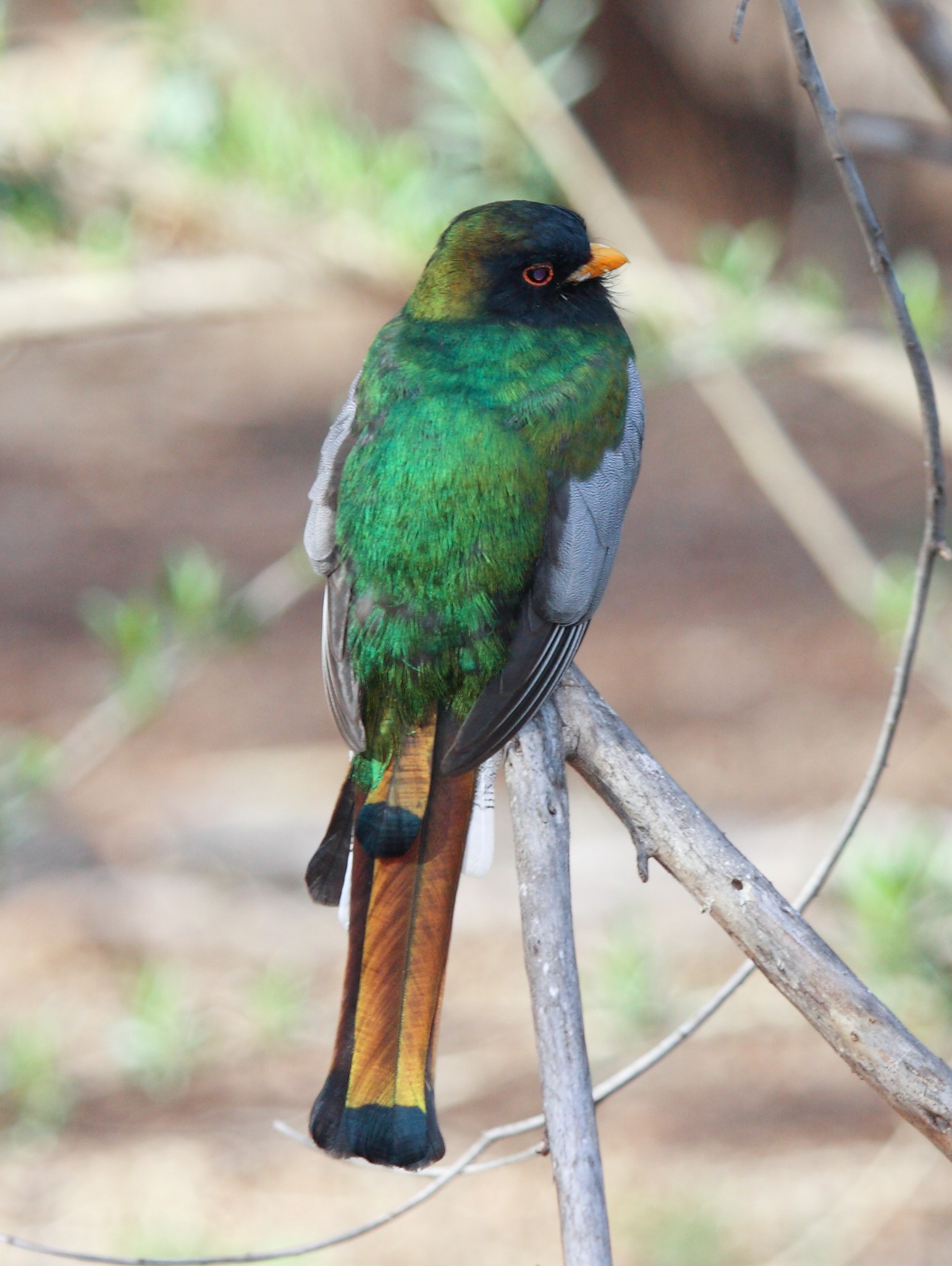 Elegant Trogon