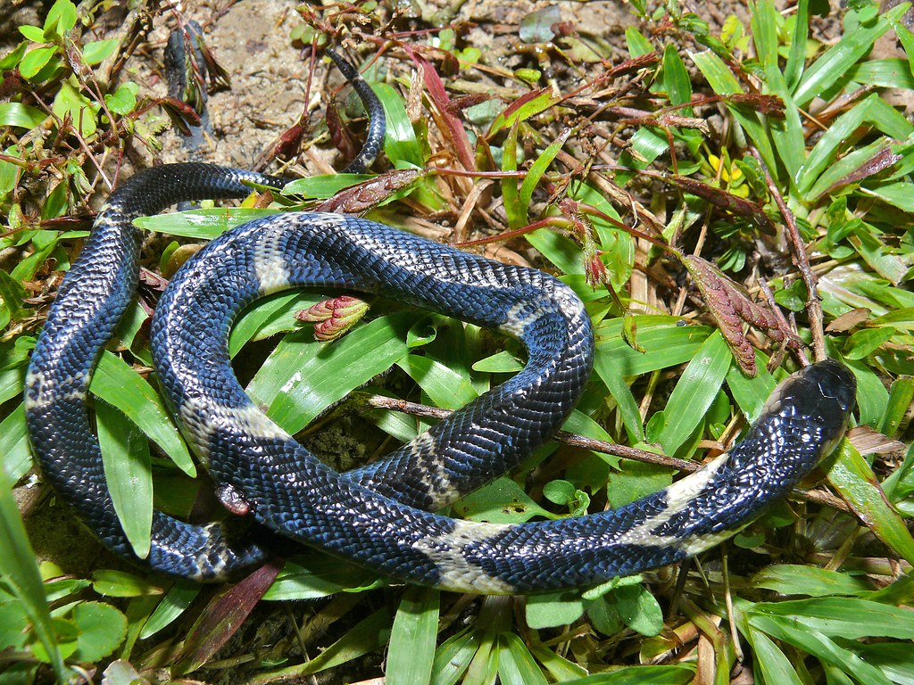 Equatorial Spitting Cobra