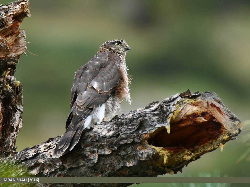 Eurasian Sparrowhawk