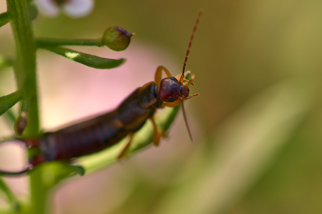 European Earwig