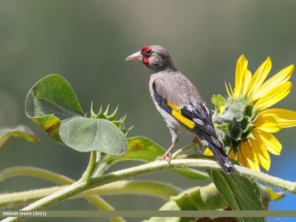 European Goldfinch