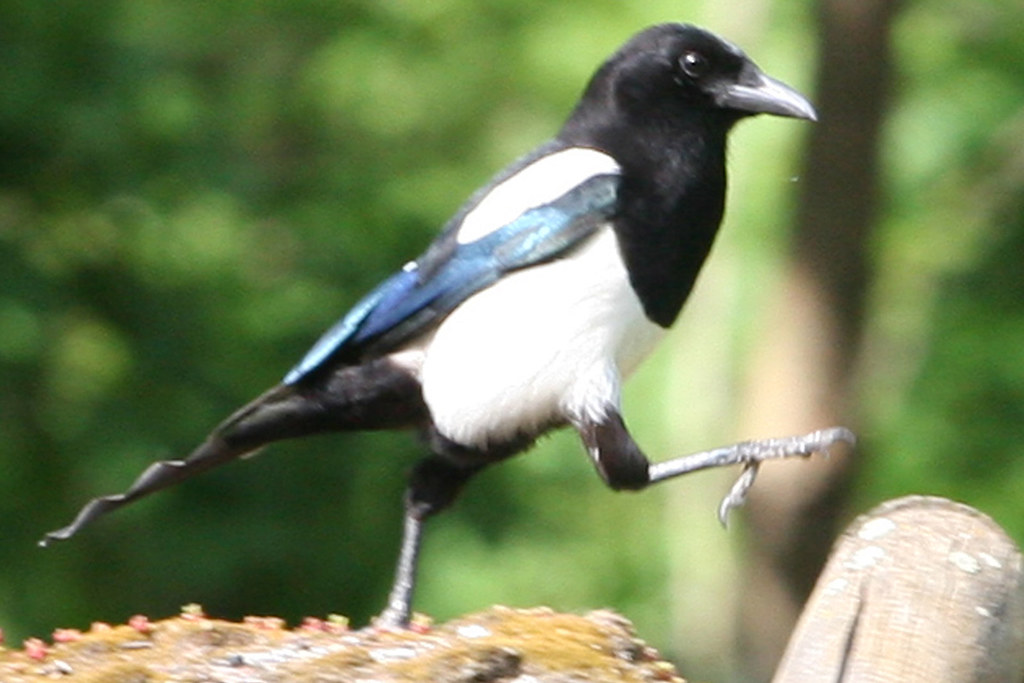 European Magpie
