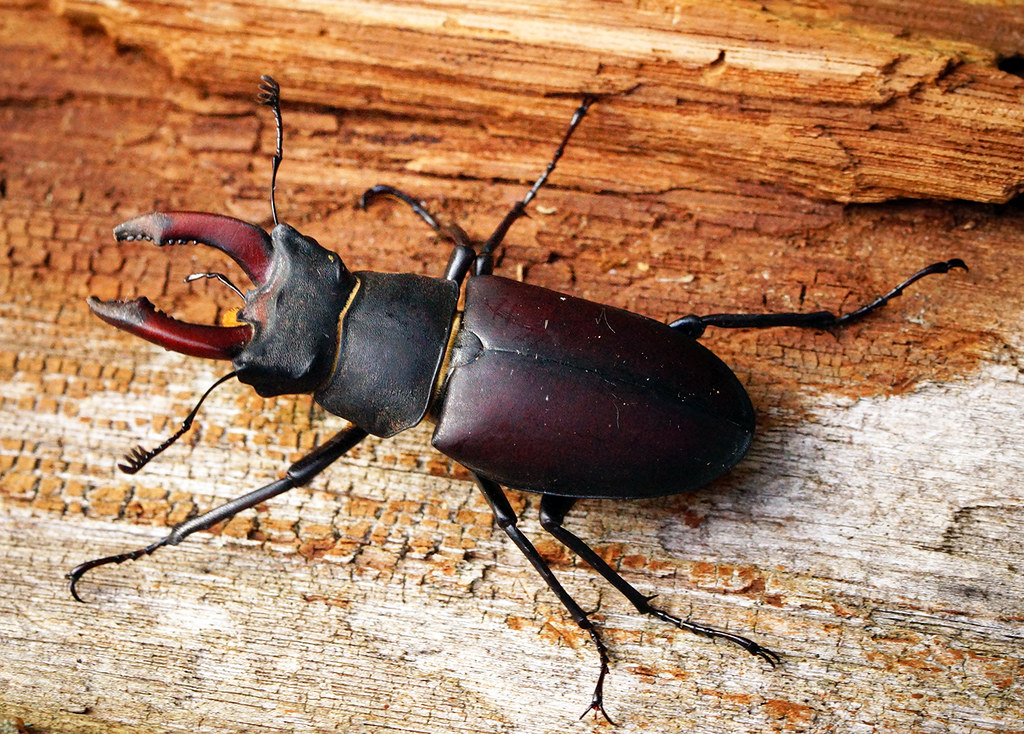 European Stag Beetle
