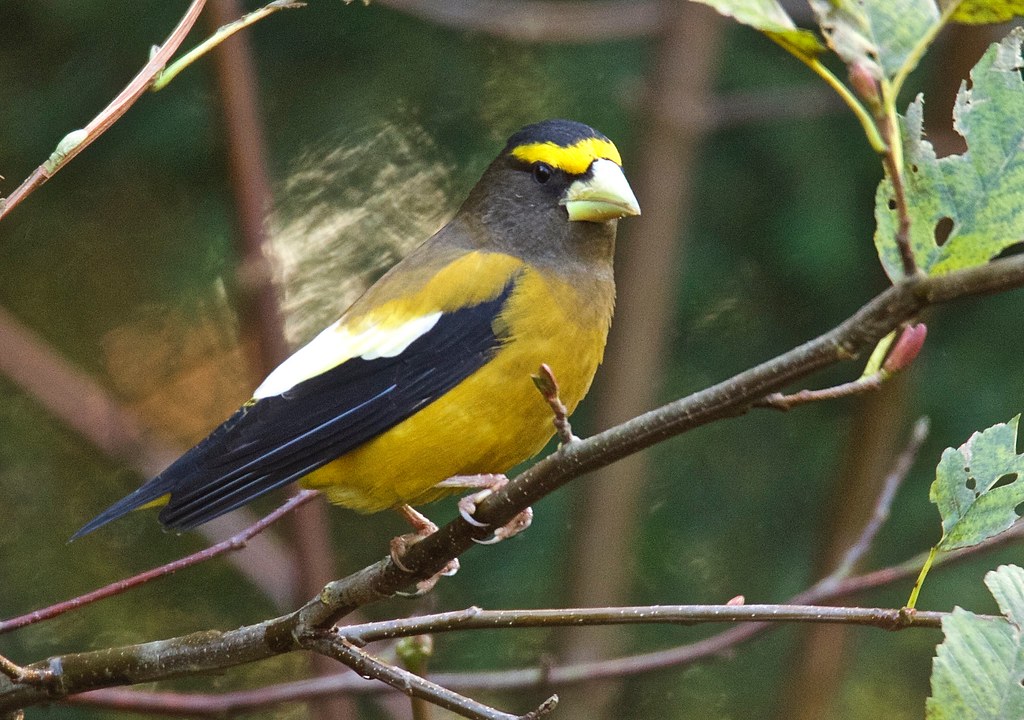 Evening Grosbeak