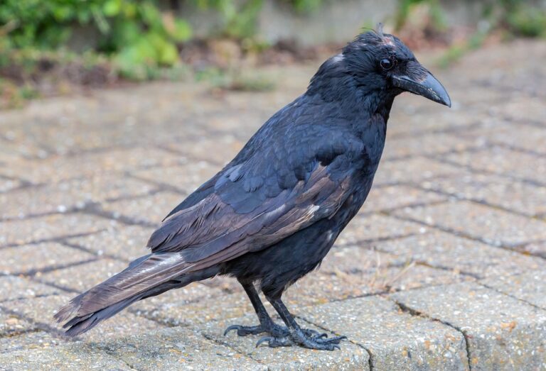 Fun Facts About Crows That Will Make You See These Brilliant Birds in a Whole New Way