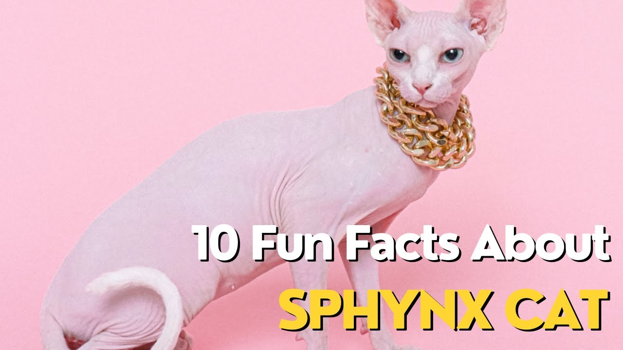 facts about sphynx cats