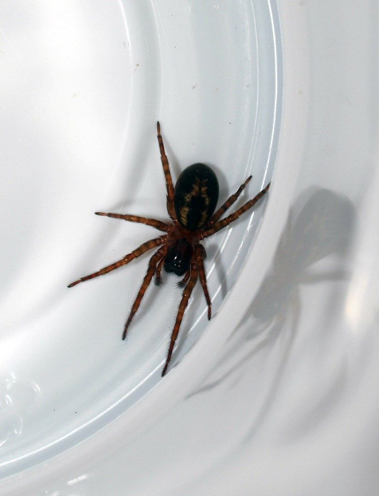False Widow Spider