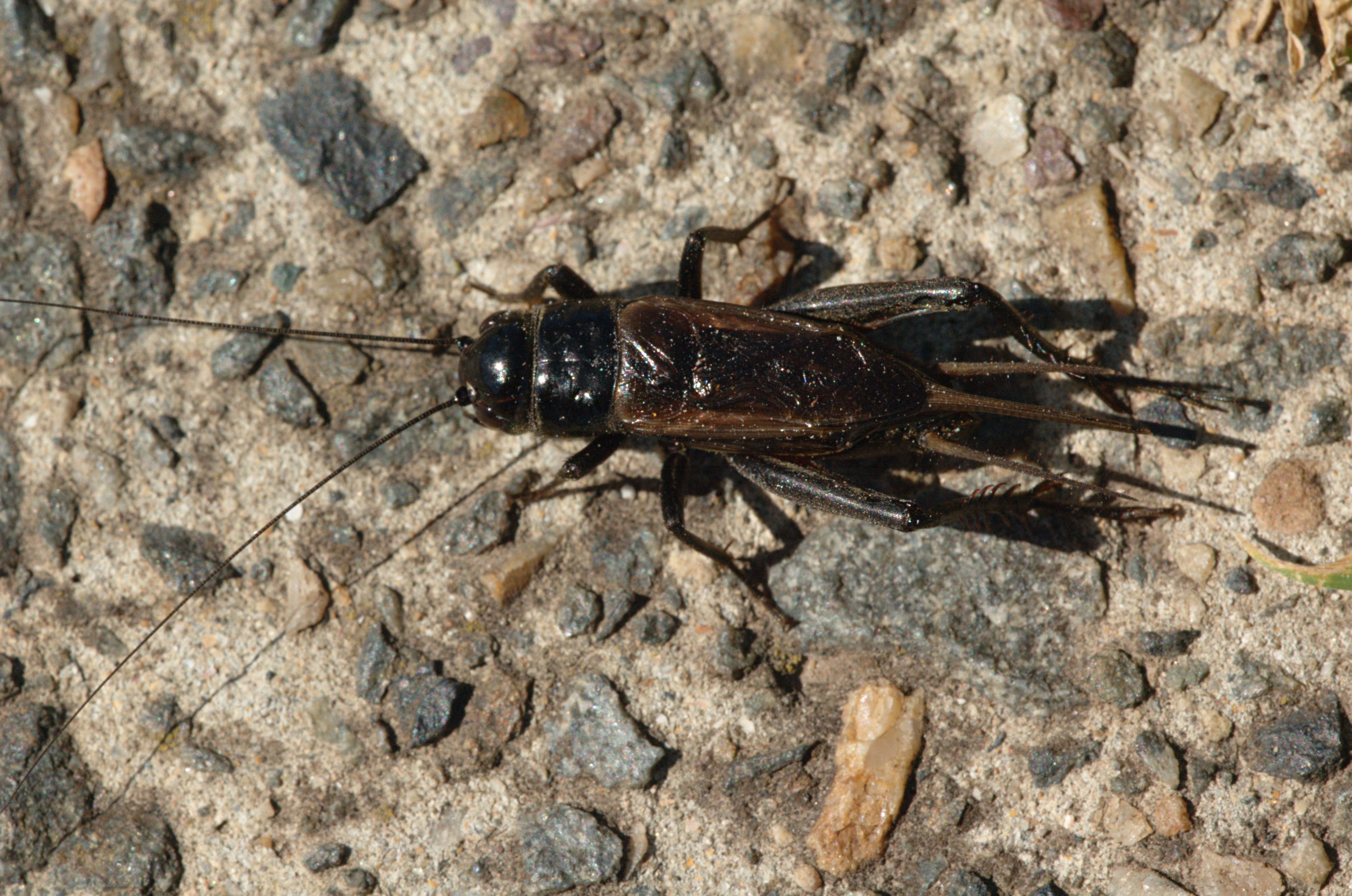 Field Cricket