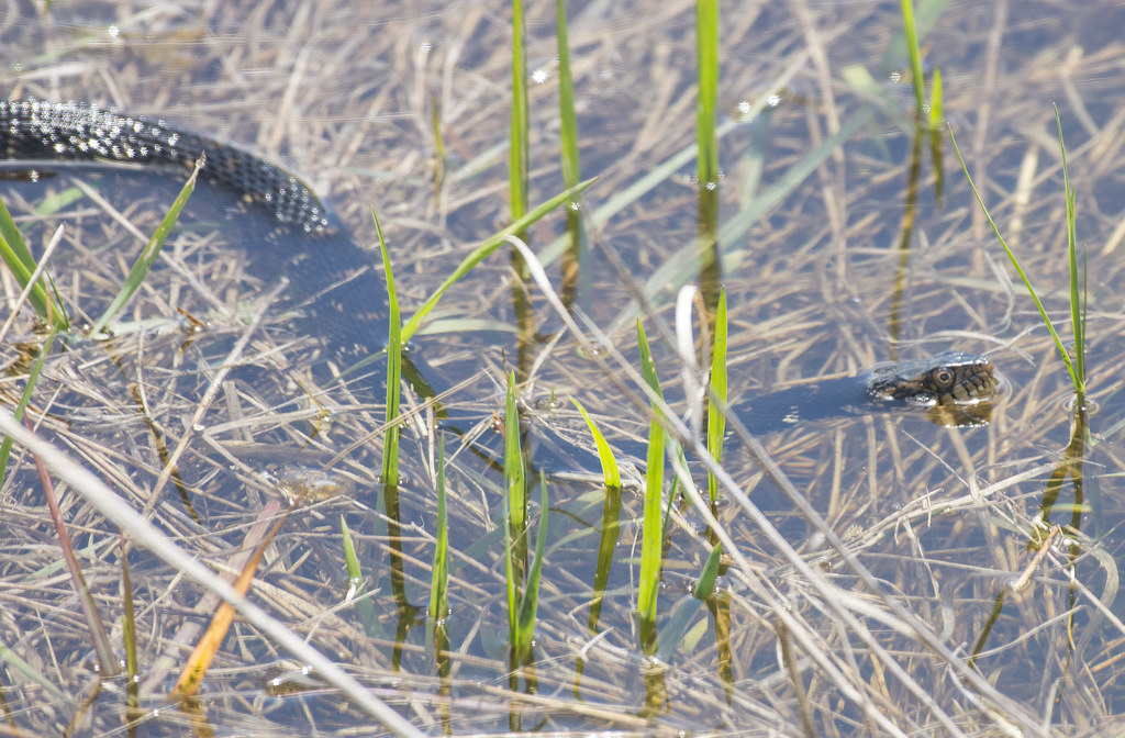 Florida Banded Watersnake